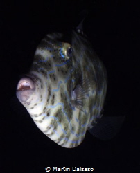Scrawled filefish, Saipan Grotto night dive by Martin Dalsaso 